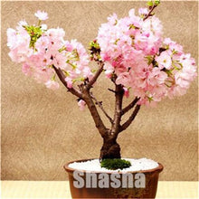Load image into Gallery viewer, 10 Pcs Mini Sakura Bonsai Flower Cherry Blossoms Tree Like Azalea Flower Rhododendron Bonsai Plants For Home & Garden Bonsai