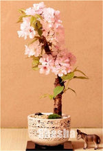 Load image into Gallery viewer, 10 Pcs Mini Sakura Bonsai Flower Cherry Blossoms Tree Like Azalea Flower Rhododendron Bonsai Plants For Home & Garden Bonsai