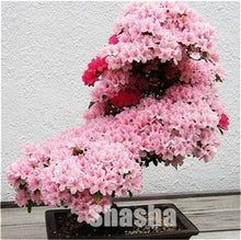 Load image into Gallery viewer, 10 Pcs Mini Sakura Bonsai Flower Cherry Blossoms Tree Like Azalea Flower Rhododendron Bonsai Plants For Home & Garden Bonsai