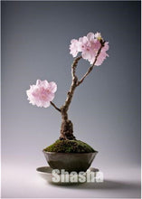 Load image into Gallery viewer, 10 Pcs Mini Sakura Bonsai Flower Cherry Blossoms Tree Like Azalea Flower Rhododendron Bonsai Plants For Home & Garden Bonsai