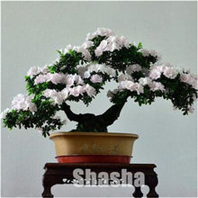 Load image into Gallery viewer, 10 Pcs Mini Sakura Bonsai Flower Cherry Blossoms Tree Like Azalea Flower Rhododendron Bonsai Plants For Home & Garden Bonsai