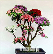 Load image into Gallery viewer, 10 Pcs Mini Sakura Bonsai Flower Cherry Blossoms Tree Like Azalea Flower Rhododendron Bonsai Plants For Home & Garden Bonsai
