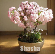 Load image into Gallery viewer, 10 Pcs Mini Sakura Bonsai Flower Cherry Blossoms Tree Like Azalea Flower Rhododendron Bonsai Plants For Home & Garden Bonsai