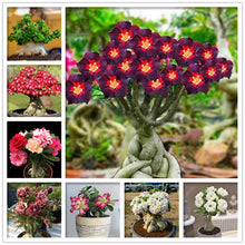 Load image into Gallery viewer, 100% True Desert Rose Bonsai Ornamental Plants Balcony Bonsai Potted Flowers Drawf Adenium Obesum Bonsai -1 Particles/lot