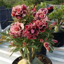 Load image into Gallery viewer, 100% True Desert Rose Bonsai Ornamental Plants Balcony Bonsai Potted Flowers Drawf Adenium Obesum Bonsai -1 Particles/lot