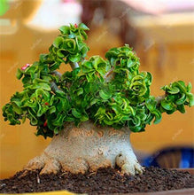 Load image into Gallery viewer, 100% True Desert Rose Bonsai Ornamental Plants Balcony Bonsai Potted Flowers Drawf Adenium Obesum Bonsai -1 Particles/lot