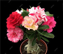 Load image into Gallery viewer, 100% True Desert Rose Bonsai Ornamental Plants Balcony Bonsai Potted Flowers Drawf Adenium Obesum Bonsai -1 Particles/lot