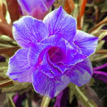 Load image into Gallery viewer, 100% True Desert Rose Bonsai Ornamental Plants Balcony Bonsai Potted Flowers Drawf Adenium Obesum Bonsai -1 Particles/lot