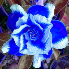 Load image into Gallery viewer, 100% True Desert Rose Bonsai Ornamental Plants Balcony Bonsai Potted Flowers Drawf Adenium Obesum Bonsai -1 Particles/lot