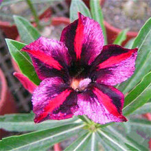 Load image into Gallery viewer, 100% True Desert Rose Bonsai Ornamental Plants Balcony Bonsai Potted Flowers Drawf Adenium Obesum Bonsai -1 Particles/lot