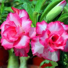 Load image into Gallery viewer, 100% True Desert Rose Bonsai Ornamental Plants Balcony Bonsai Potted Flowers Drawf Adenium Obesum Bonsai -1 Particles/lot