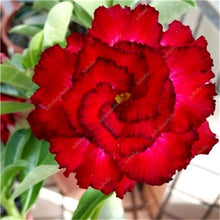 Load image into Gallery viewer, 100% True Desert Rose Bonsai Ornamental Plants Balcony Bonsai Potted Flowers Drawf Adenium Obesum Bonsai -1 Particles/lot