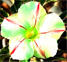 Load image into Gallery viewer, 100% True Desert Rose Bonsai Ornamental Plants Balcony Bonsai Potted Flowers Drawf Adenium Obesum Bonsai -1 Particles/lot