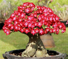 Load image into Gallery viewer, 100% True Desert Rose Bonsai Ornamental Plants Balcony Bonsai Potted Flowers Drawf Adenium Obesum Bonsai -1 Particles/lot