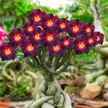Load image into Gallery viewer, 100% True Desert Rose Bonsai Ornamental Plants Balcony Bonsai Potted Flowers Drawf Adenium Obesum Bonsai -1 Particles/lot