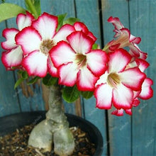 Load image into Gallery viewer, 100% True Desert Rose Bonsai Ornamental Plants Balcony Bonsai Potted Flowers Drawf Adenium Obesum Bonsai -1 Particles/lot