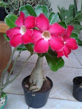 Load image into Gallery viewer, 100% True Desert Rose Bonsai Ornamental Plants Balcony Bonsai Potted Flowers Drawf Adenium Obesum Bonsai -1 Particles/lot