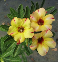 Load image into Gallery viewer, 100% True Desert Rose Bonsai Ornamental Plants Balcony Bonsai Potted Flowers Drawf Adenium Obesum Bonsai -1 Particles/lot