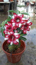Load image into Gallery viewer, 100% True Desert Rose Bonsai Ornamental Plants Balcony Bonsai Potted Flowers Drawf Adenium Obesum Bonsai -1 Particles/lot