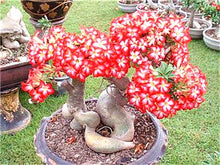 Load image into Gallery viewer, 100% True Desert Rose Bonsai Ornamental Plants Balcony Bonsai Potted Flowers Drawf Adenium Obesum Bonsai -1 Particles/lot
