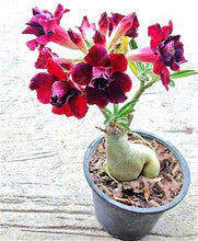 Load image into Gallery viewer, 100% True Desert Rose Bonsai Ornamental Plants Balcony Bonsai Potted Flowers Drawf Adenium Obesum Bonsai -1 Particles/lot