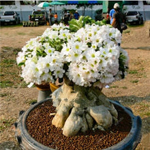 Load image into Gallery viewer, 100% True Desert Rose Bonsai Ornamental Plants Balcony Bonsai Potted Flowers Drawf Adenium Obesum Bonsai -1 Particles/lot