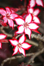 Load image into Gallery viewer, 100% True Desert Rose Bonsai Ornamental Plants Balcony Bonsai Potted Flowers Drawf Adenium Obesum Bonsai -1 Particles/lot