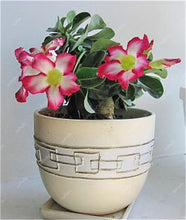 Load image into Gallery viewer, 100% True Desert Rose Bonsai Ornamental Plants Balcony Bonsai Potted Flowers Drawf Adenium Obesum Bonsai -1 Particles/lot