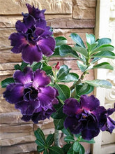 Load image into Gallery viewer, 100% True Desert Rose Bonsai Ornamental Plants Balcony Bonsai Potted Flowers Drawf Adenium Obesum Bonsai -1 Particles/lot