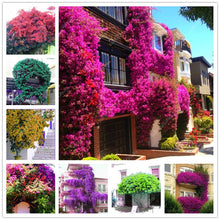 Load image into Gallery viewer, Bonsai 100 pcs Climbing Bougainvillea plant Bougainvillea Spectabilis Willd Climbing Plants Flower For Home Garden Easy to Grow
