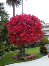 Load image into Gallery viewer, Bonsai 100 pcs Climbing Bougainvillea plant Bougainvillea Spectabilis Willd Climbing Plants Flower For Home Garden Easy to Grow