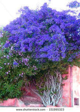 Load image into Gallery viewer, Bonsai 100 pcs Climbing Bougainvillea plant Bougainvillea Spectabilis Willd Climbing Plants Flower For Home Garden Easy to Grow