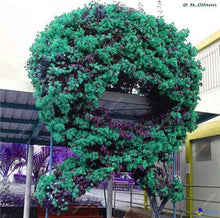 Load image into Gallery viewer, Bonsai 100 pcs Climbing Bougainvillea plant Bougainvillea Spectabilis Willd Climbing Plants Flower For Home Garden Easy to Grow