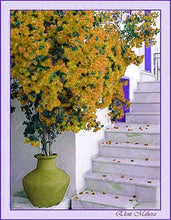 Load image into Gallery viewer, Bonsai 100 pcs Climbing Bougainvillea plant Bougainvillea Spectabilis Willd Climbing Plants Flower For Home Garden Easy to Grow