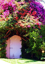 Load image into Gallery viewer, Bonsai 100 pcs Climbing Bougainvillea plant Bougainvillea Spectabilis Willd Climbing Plants Flower For Home Garden Easy to Grow