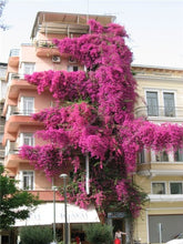 Load image into Gallery viewer, Bonsai 100 pcs Climbing Bougainvillea plant Bougainvillea Spectabilis Willd Climbing Plants Flower For Home Garden Easy to Grow