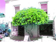 Load image into Gallery viewer, Bonsai 100 pcs Climbing Bougainvillea plant Bougainvillea Spectabilis Willd Climbing Plants Flower For Home Garden Easy to Grow