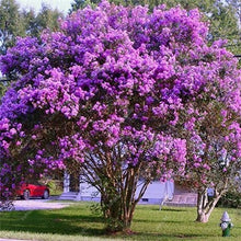 Load image into Gallery viewer, Bonsai 100 pcs Climbing Bougainvillea plant Bougainvillea Spectabilis Willd Climbing Plants Flower For Home Garden Easy to Grow