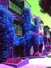 Load image into Gallery viewer, Bonsai 100 pcs Climbing Bougainvillea plant Bougainvillea Spectabilis Willd Climbing Plants Flower For Home Garden Easy to Grow