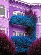 Load image into Gallery viewer, Bonsai 100 pcs Climbing Bougainvillea plant Bougainvillea Spectabilis Willd Climbing Plants Flower For Home Garden Easy to Grow