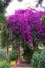 Load image into Gallery viewer, Bonsai 100 pcs Climbing Bougainvillea plant Bougainvillea Spectabilis Willd Climbing Plants Flower For Home Garden Easy to Grow