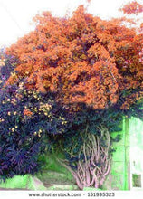 Load image into Gallery viewer, Bonsai 100 pcs Climbing Bougainvillea plant Bougainvillea Spectabilis Willd Climbing Plants Flower For Home Garden Easy to Grow