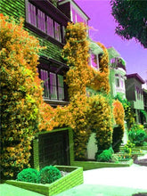 Load image into Gallery viewer, Bonsai 100 pcs Climbing Bougainvillea plant Bougainvillea Spectabilis Willd Climbing Plants Flower For Home Garden Easy to Grow