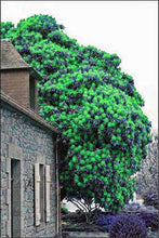Load image into Gallery viewer, Bonsai 100 pcs Climbing Bougainvillea plant Bougainvillea Spectabilis Willd Climbing Plants Flower For Home Garden Easy to Grow