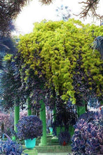 Load image into Gallery viewer, Bonsai 100 pcs Climbing Bougainvillea plant Bougainvillea Spectabilis Willd Climbing Plants Flower For Home Garden Easy to Grow