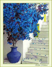 Load image into Gallery viewer, Bonsai 100 pcs Climbing Bougainvillea plant Bougainvillea Spectabilis Willd Climbing Plants Flower For Home Garden Easy to Grow