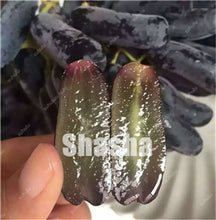 Load image into Gallery viewer, 10 Pcs Black Finger Grape America Giant Grape Bonsai Edible Succulent Fruit Tree Perennial Indoor home garden Potted Plants