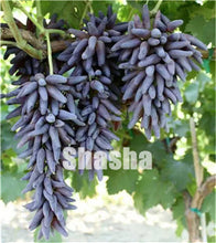 Load image into Gallery viewer, 10 Pcs Black Finger Grape America Giant Grape Bonsai Edible Succulent Fruit Tree Perennial Indoor home garden Potted Plants