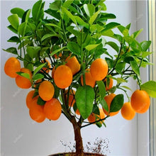 Load image into Gallery viewer, Bonsai 20 Pcs Orange Potted Edible Tangerine Citrus Fruit Dwarf Orange Tree Indoor Plant For Home Garden Non-GMO plants