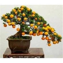 Load image into Gallery viewer, Bonsai 20 Pcs Orange Potted Edible Tangerine Citrus Fruit Dwarf Orange Tree Indoor Plant For Home Garden Non-GMO plants